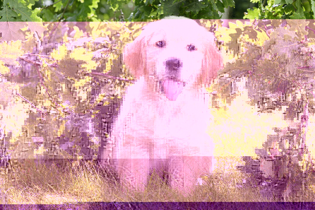 It's a cute puppeh!!
